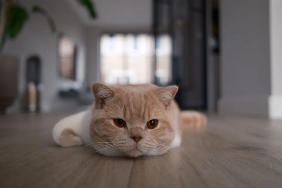 cute chubby